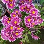 Chrysanthemum indicum Цветок