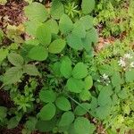 Rubus nigricans Blatt