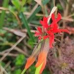 Castilleja fissifolia Λουλούδι