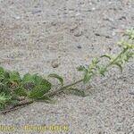 Stachys maritima Habit