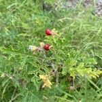 Solanum sisymbriifoliumFruct