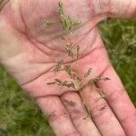 Poa pratensis Flower