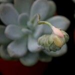 Echeveria elegans 叶