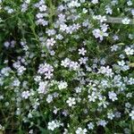 Gypsophila muralis Kwiat