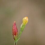 Hypericum gentianoides Fleur