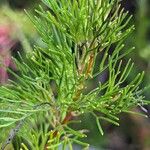 Grevillea thelemanniana Hoja