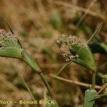 Crypsis schoenoides Плод