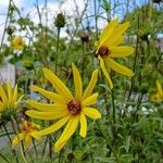 Helianthus salicifolius പുഷ്പം