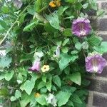 Cobaea scandens Агульны выгляд