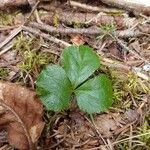 Coptis trifolia Liść