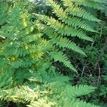 Dryopteris expansa Leaf