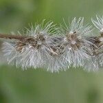 Eirmocephala brachiata Flower