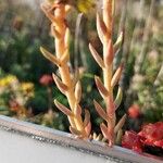 Petrosedum montanum Blatt