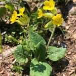 Primula verisBlüte