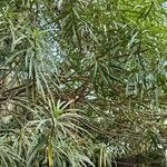 Cascabela thevetia Hoja