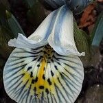 Iris reticulata Flor