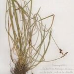 Carex hostiana आदत