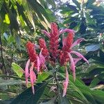 Aphelandra sinclairiana Flower