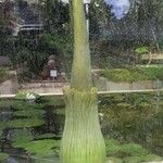 Amorphophallus titanum Hábito