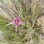 Tragopogon angustifolius Flor