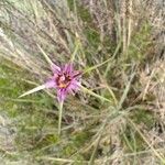Tragopogon angustifolius 花