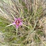 Tragopogon angustifolius Flower