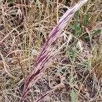 Bothriochloa ischaemum Плід