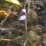 Utricularia purpurea Flor