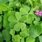 Oxalis debilis Blad