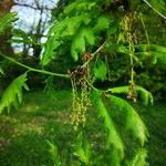 Quercus × rosacea Blad