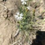 Silene sargentii 花