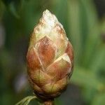 Rhododendron irroratum Outro