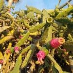 Opuntia triacanthos Květ