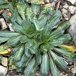 Carthamus rhaponticoides Hoja