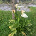 Zantedeschia aethiopica Хабит