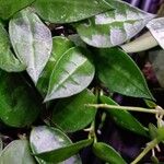 Hoya lacunosa Leaf