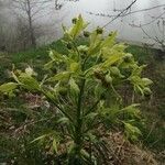 Helleborus foetidusLeaf