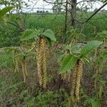 Carpinus betulusBlüte