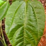 Passiflora edulis Blatt