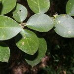 Pisonia aculeata Leaf