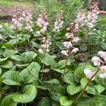 Pyrola rotundifolia 花