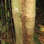 Inga nouragensis Kabuk
