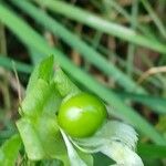 Silene baccifera Ffrwyth