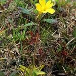 Pinguicula lutea Staniste