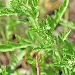 Ambrosia psilostachya Leaf