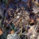 Daucus carota Frucht