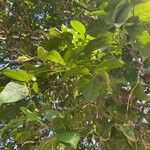 Ehretia tinifolia Hoja