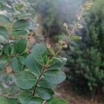 Lagerstroemia speciosa (L.) Pers.Lapas