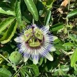 Passiflora caeruleaFlor