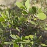 Arctostaphylos pungens Folio